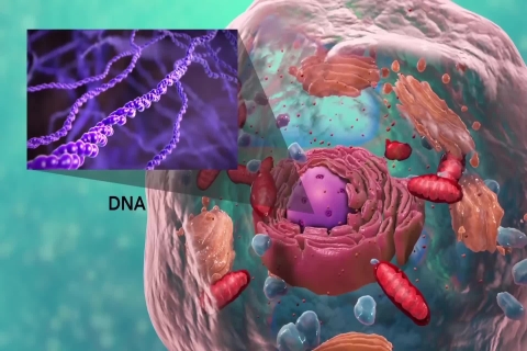 医学动画-生物科技细胞内部结构·医学医疗